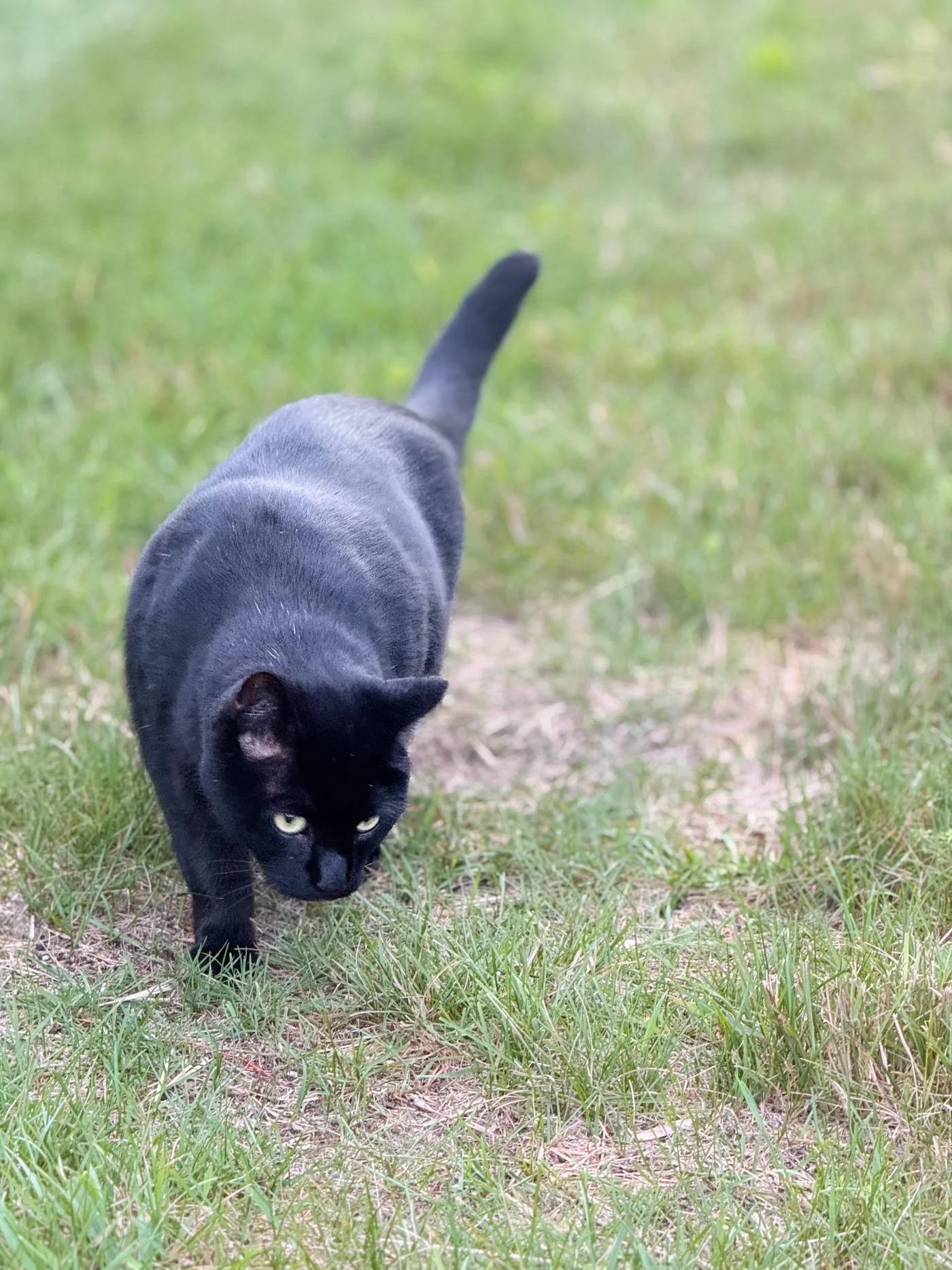 Black cat walking through grass
