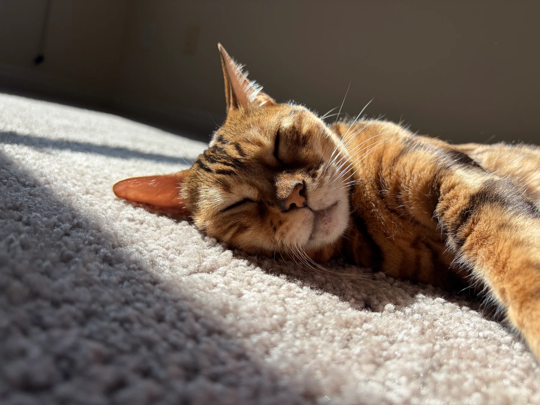 Bengal cat resting peacefully in warm sunlight