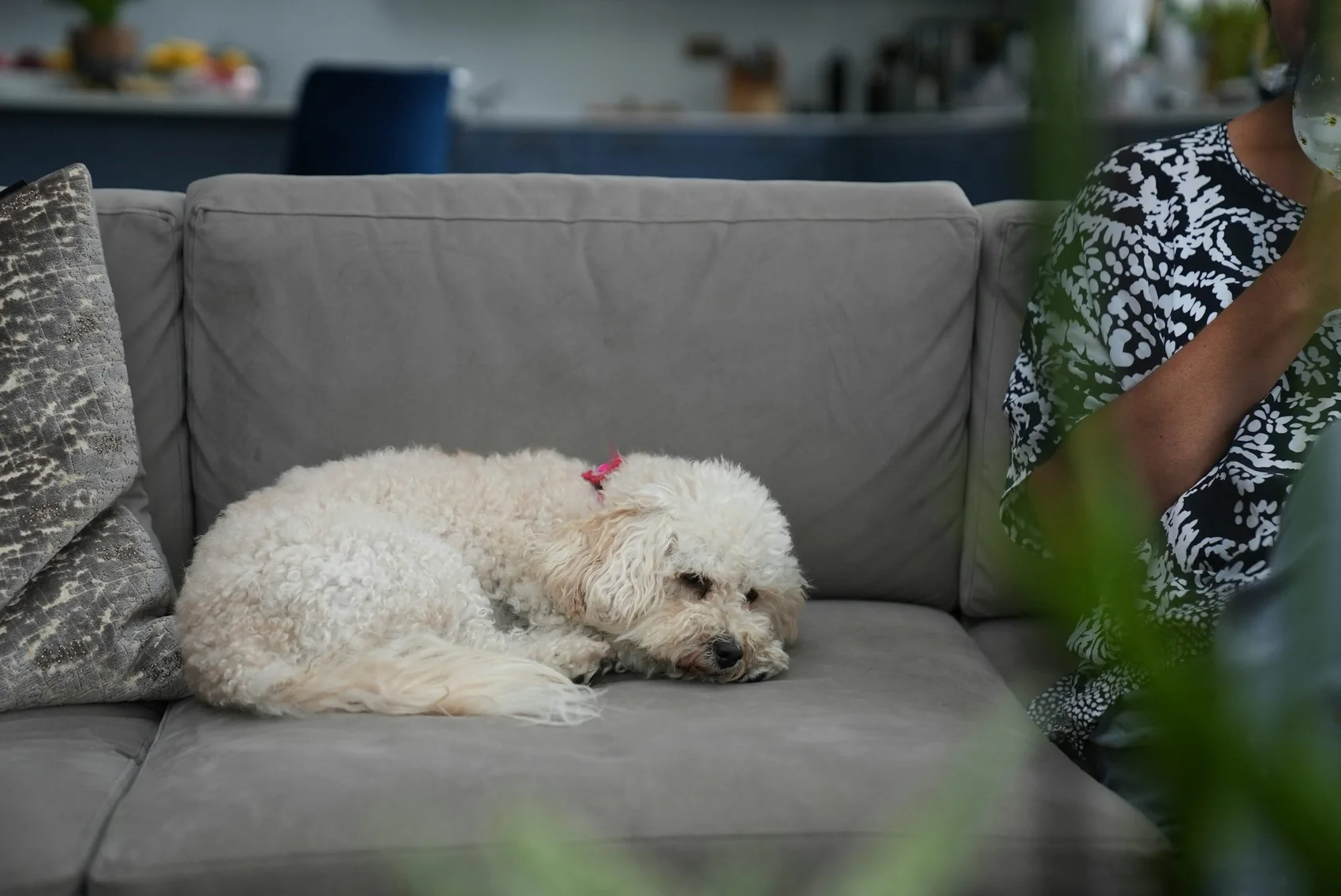 Dog resting comfortably on a couch